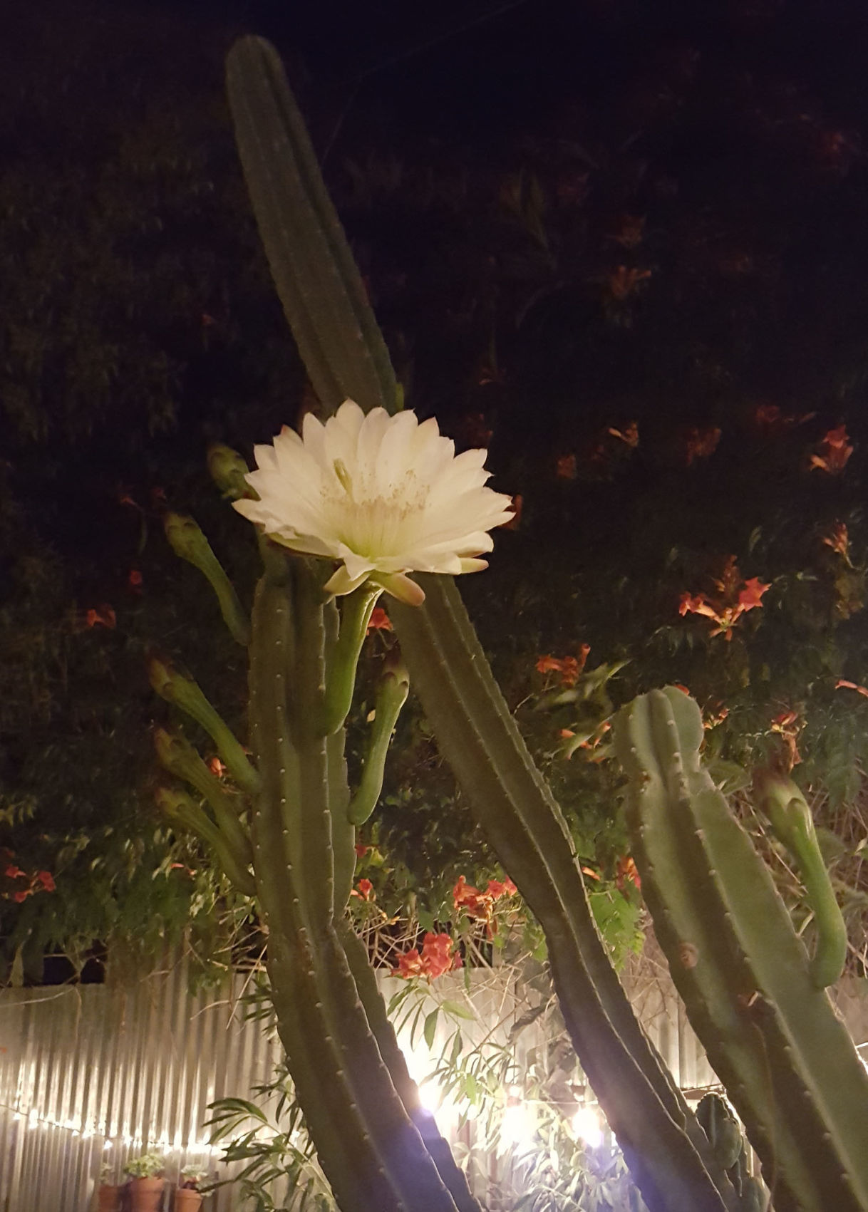 Peruvian apple cactus